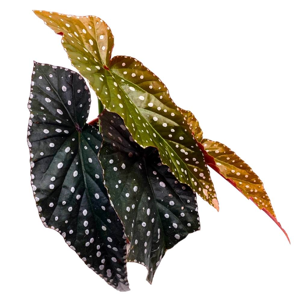 Harmony's Raptor Angel Wing, 6 inch Cane Begonia Dark Leaf Silver Tip White Polkadot