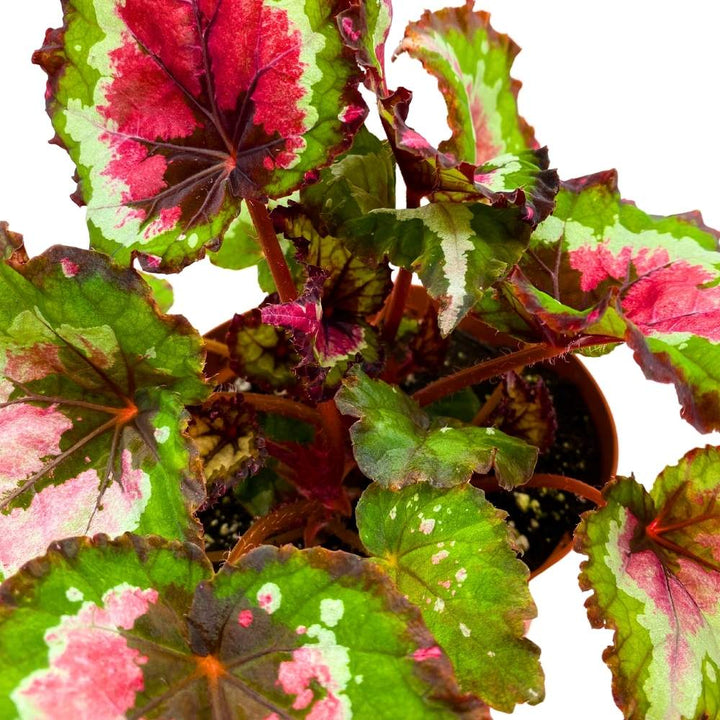 Harmony's Red Tail Begonia Rex 6 inch