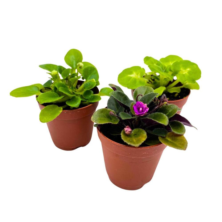 Harmony's African Violet Assortment, 2 inch set of 3, Rare Mini Saintpaulia Violets Gesneriads