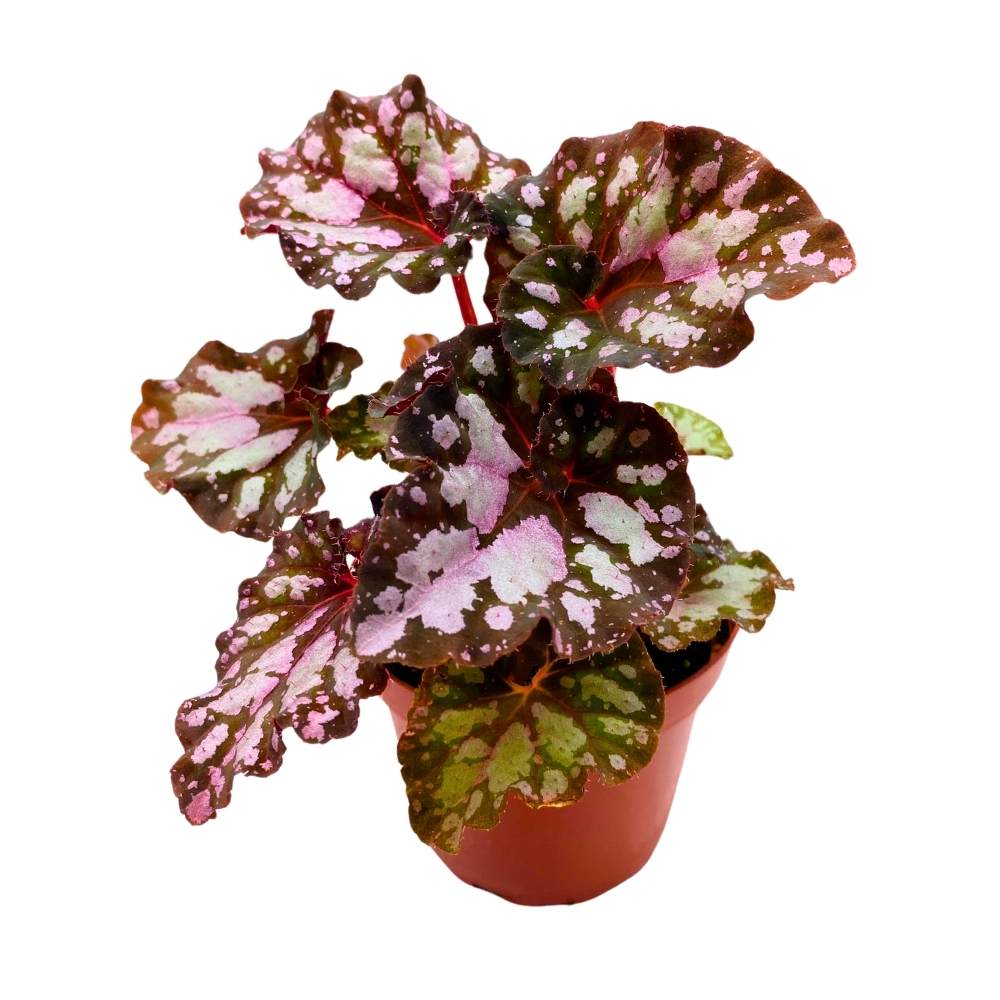 Harmony's Vampire Kiss Begonia Rex 4 inch – Harmony Foliage