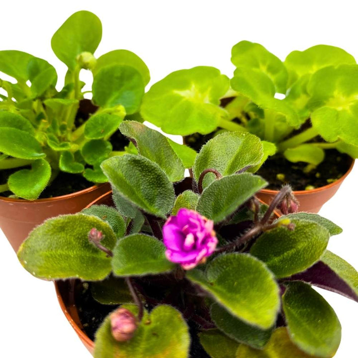 Harmony's African Violet Assortment, 2 inch set of 3, Rare Mini Saintpaulia Violets Gesneriads