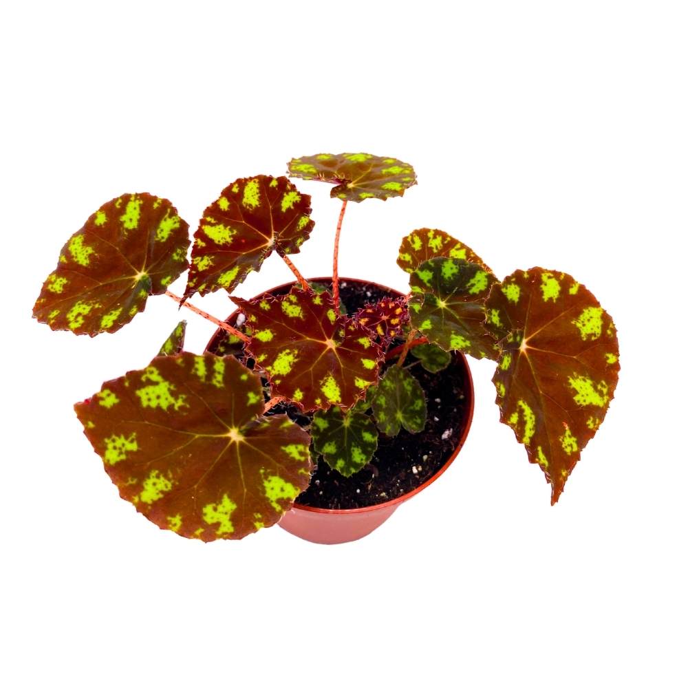 Begonia Kit Kat - Thumbnail 4