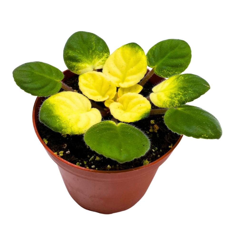 Variegated African Violet Key Lime Treat, 4 inch, Saintpaulia Gesneria ...