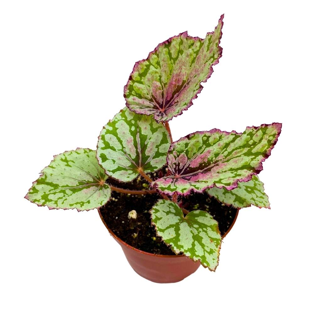Emberleaf Tree Harmony's Ember Begonia Rex 4 inch White Flame Shaped Leaf – Harmony ...
