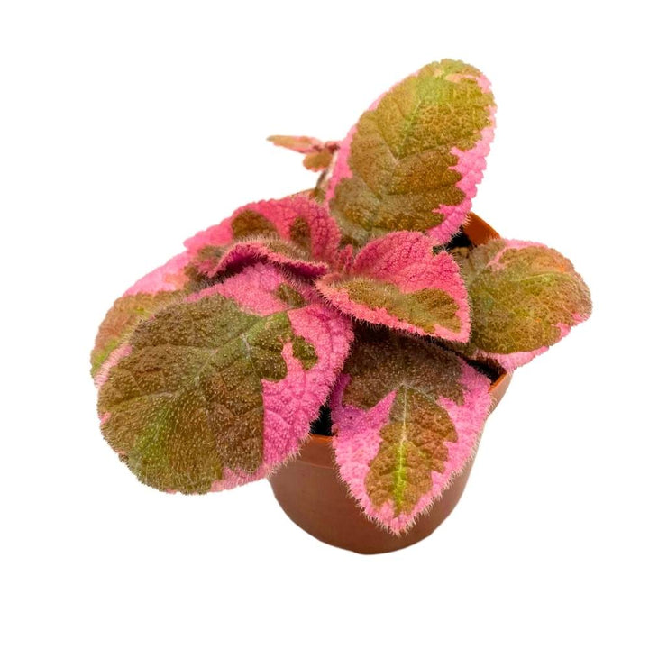 Episcia Pink Smoke Rare Variegated Flame Violet Flowering Gesneriad