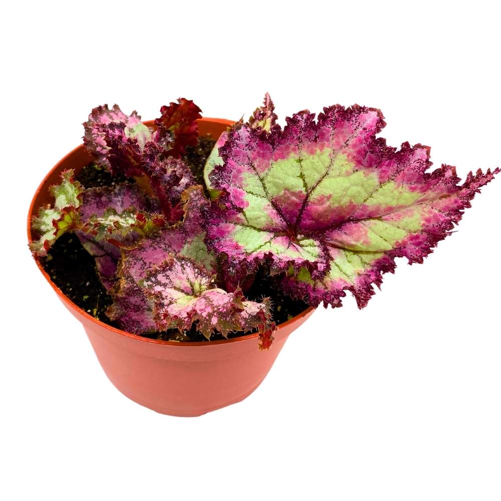 Harmony's Pink Pizzazz Begonia Rex 6 inch Jagged Gnarly Leaves