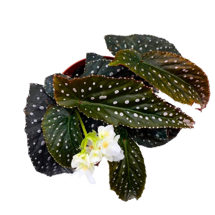 Harmony's Vixen Angel Wing Cane Begonia 6 inch Premium Hybrid