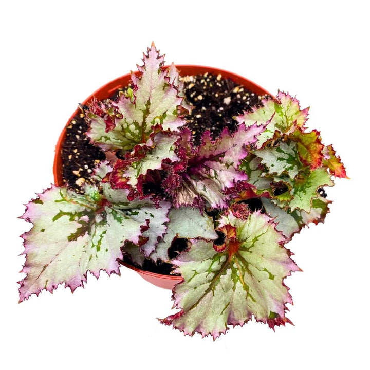 Harmony's Icicles Begonia Rex 6 inch Gnarly White Jagged Leaves
