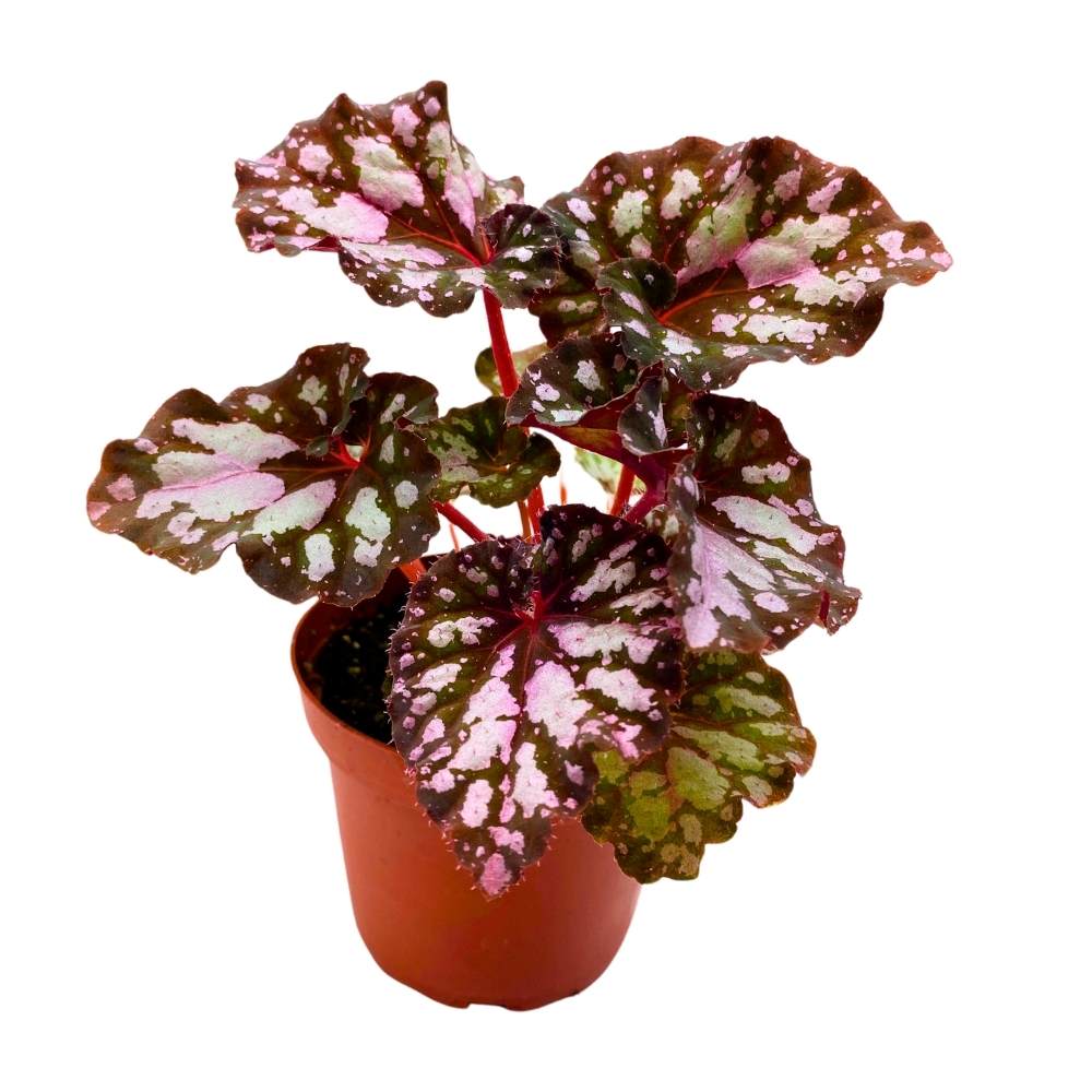Harmony's Twisted Sister Begonia Rex, 4 inch Pink Blush with