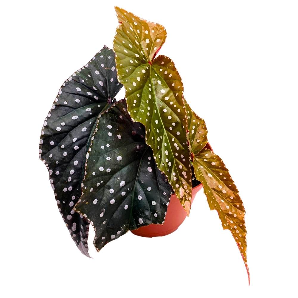 Harmony's Raptor Angel Wing, 6 inch Cane Begonia Dark Leaf Silver Tip White Polkadot