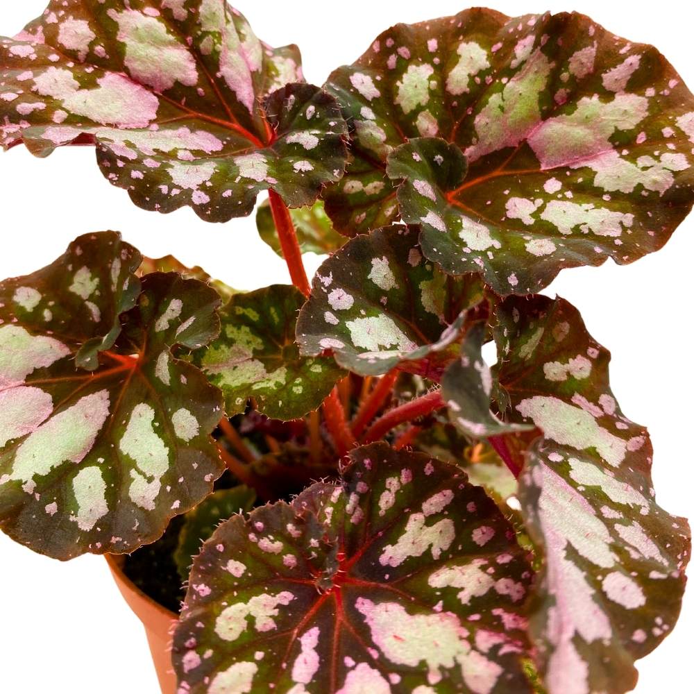 Harmony's Twisted Sister Begonia Rex, 4 inch Pink Blush with Spotty White Dots