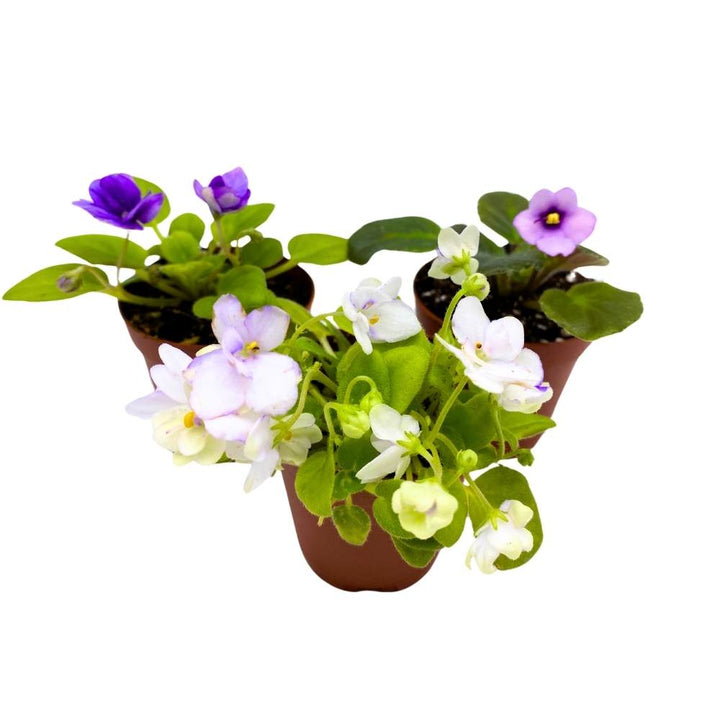 Harmony's African Violet Assortment, 2 inch set of 3, Rare Mini Saintpaulia Violets Gesneriads