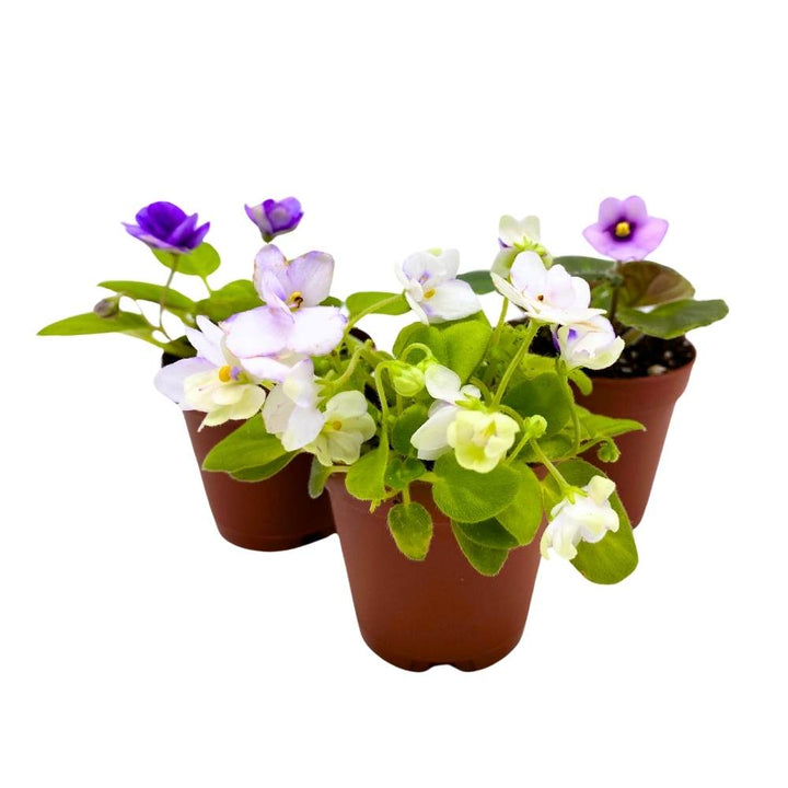 Harmony's African Violet Assortment, 2 inch set of 3, Rare Mini Saintpaulia Violets Gesneriads