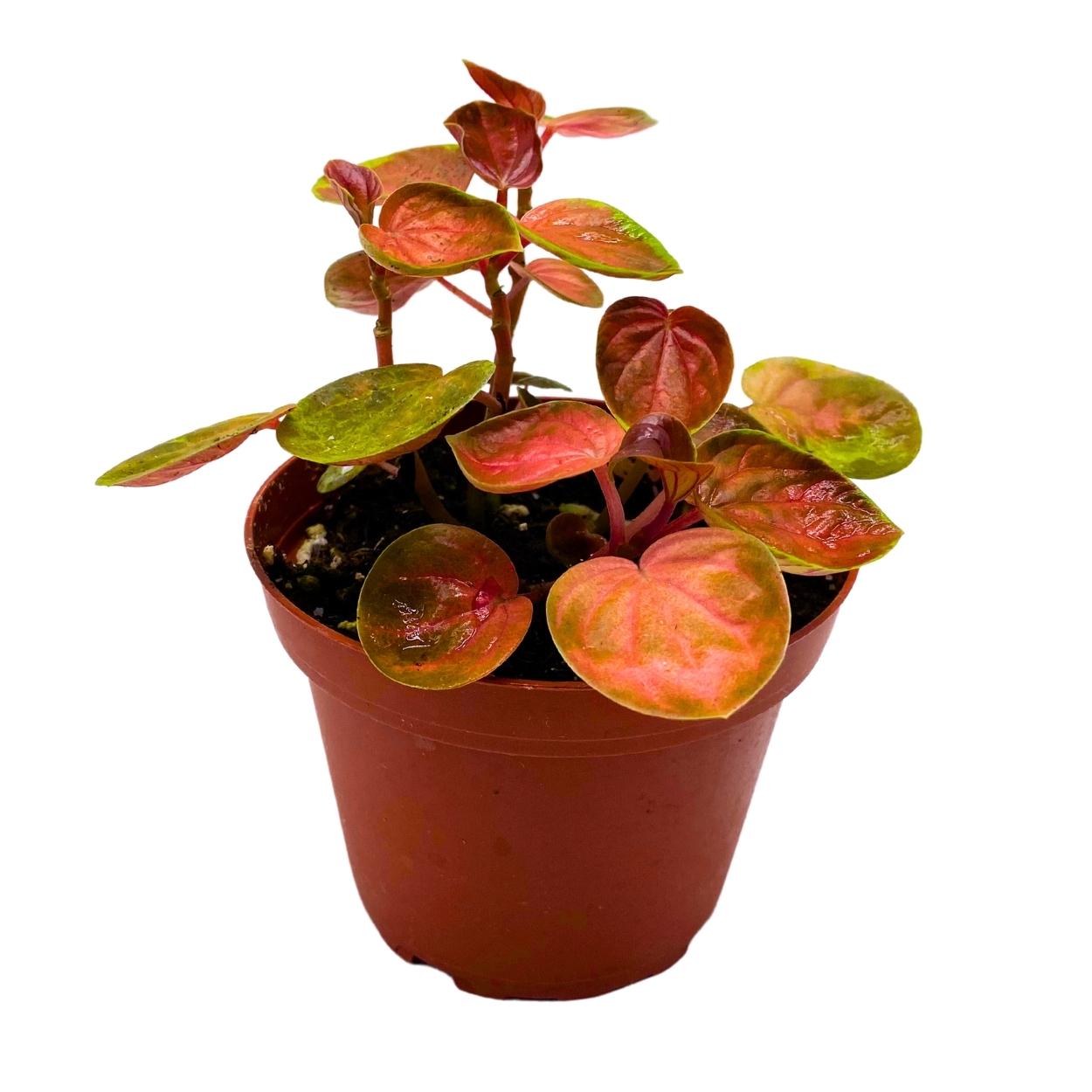 Harmony's Great Pumpkin Peperomia 4 inch Orange Pep Green