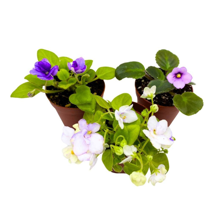 Harmony's African Violet Assortment, 2 inch set of 3, Rare Mini Saintpaulia Violets Gesneriads