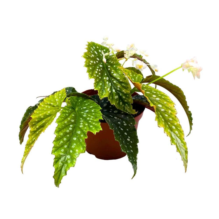 Harmony's Goddess Angel Wing Cane Begonia 6 inch Premium Hybrid