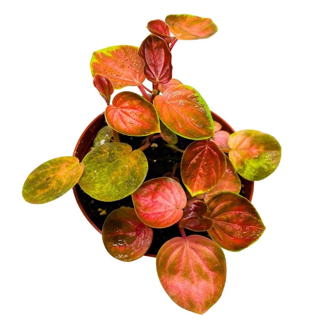 Harmony's Great Pumpkin Peperomia 4 inch Orange Pep Green Variegation