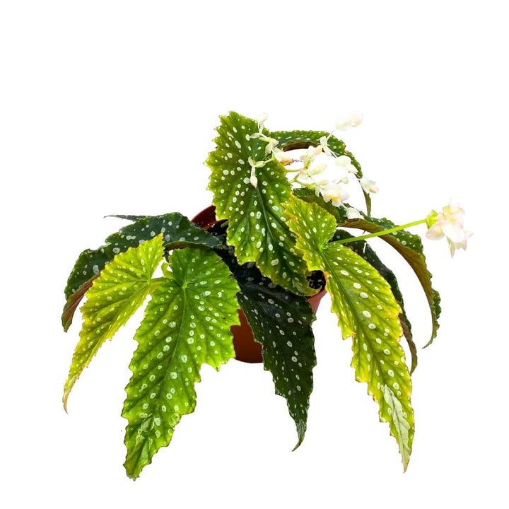 Harmony's Goddess Angel Wing Cane Begonia 6 inch Premium Hybrid