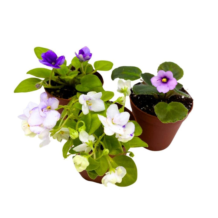 Harmony's African Violet Assortment, 2 inch set of 3, Rare Mini Saintpaulia Violets Gesneriads