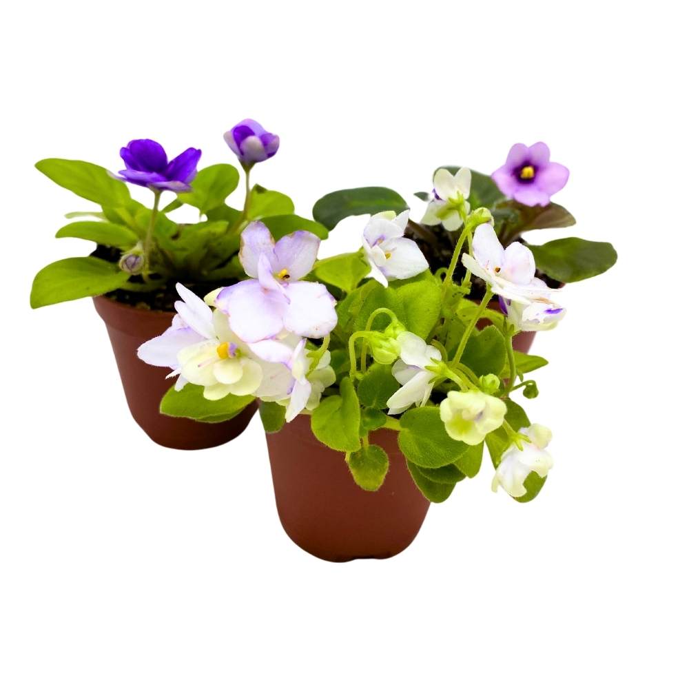 Harmony's African Violet Assortment, 2 inch set of 3, Rare Mini Saintpaulia Violets Gesneriads