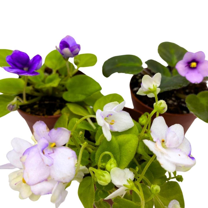 Harmony's African Violet Assortment, 2 inch set of 3, Rare Mini Saintpaulia Violets Gesneriads