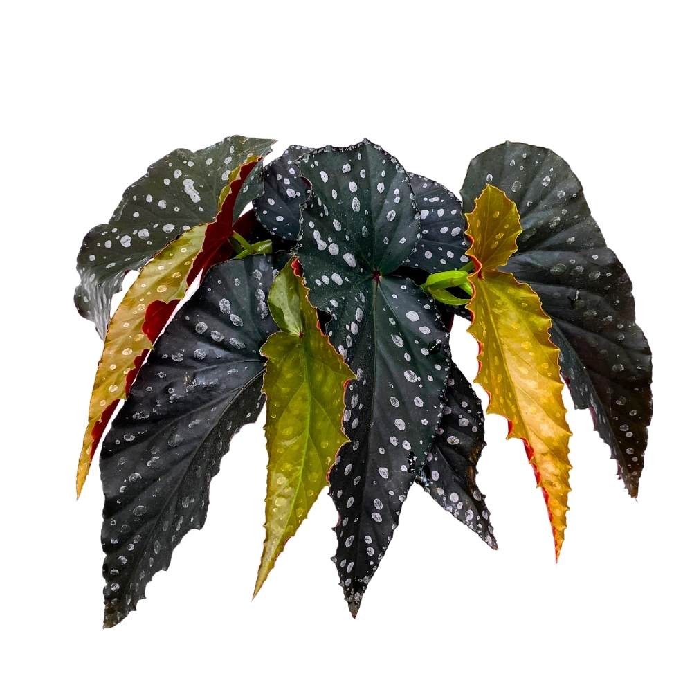 Harmony's Slither Angel Wing, 6 inch Cane Begonia Dark Narrow Jagged Leaf White Polkadot