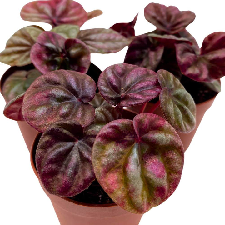 Peperomia Schumi 2 inch Set of 3 Red Emerald Ripple Pep Caperata