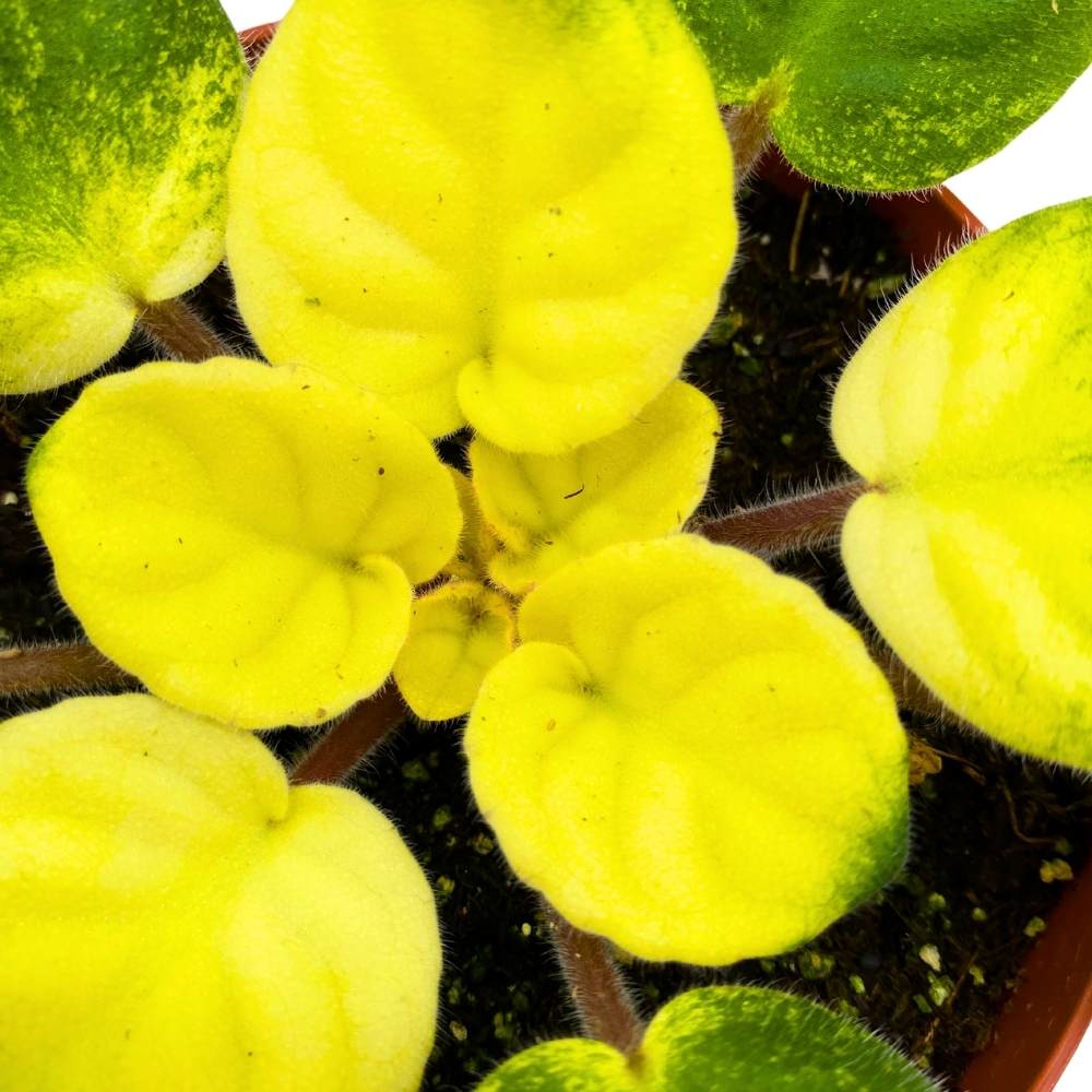 Variegated African Violet Key Lime Treat, 4 inch, Saintpaulia Gesneria ...