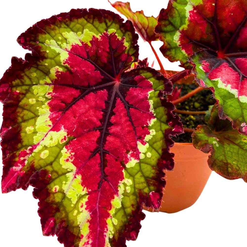 Harmony's Red Tail Begonia Rex, 4 inch Deep Reddish Pink Center and Band Green White Rim