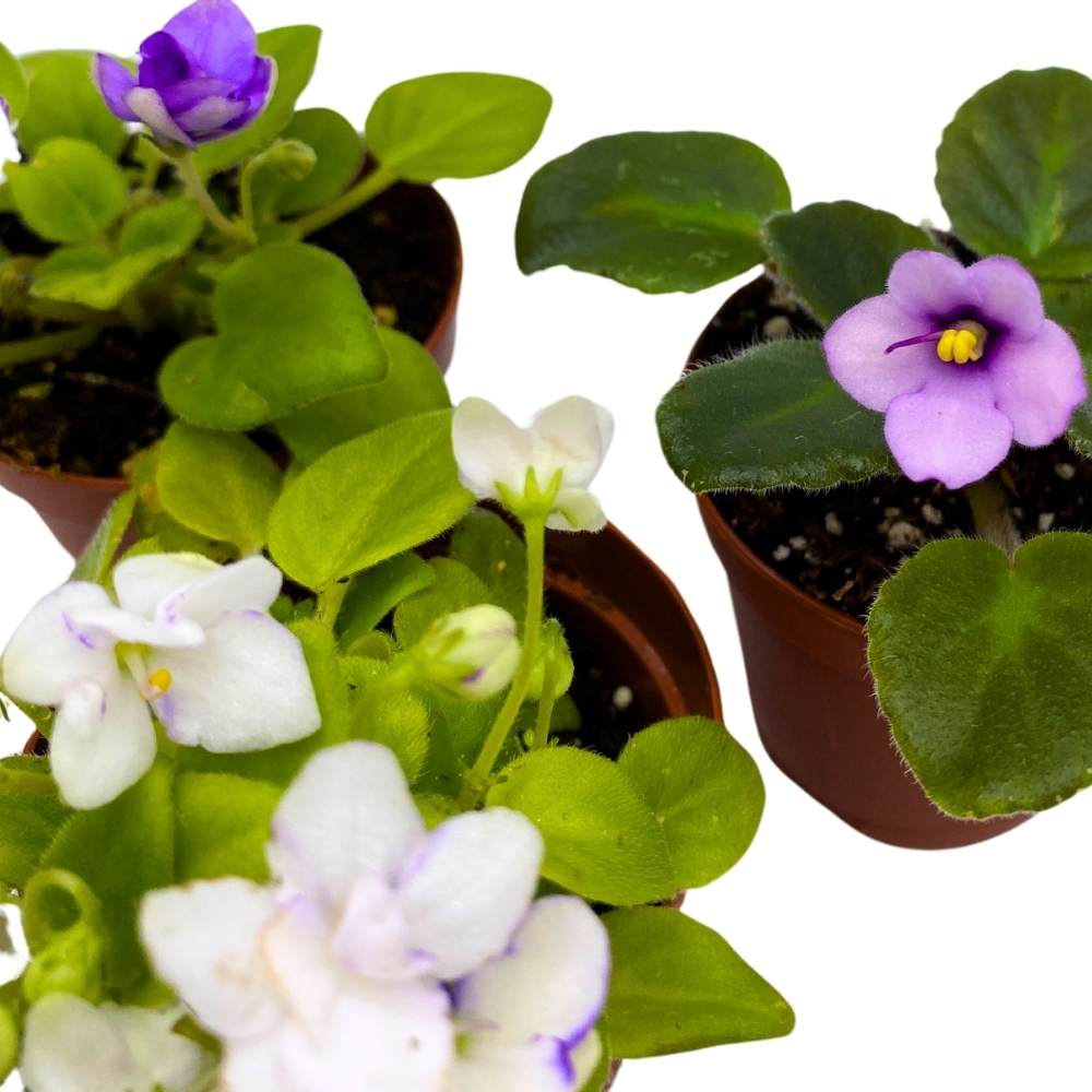 Harmony's African Violet Assortment, 2 inch set of 3, Rare Mini Saintpaulia Violets Gesneriads