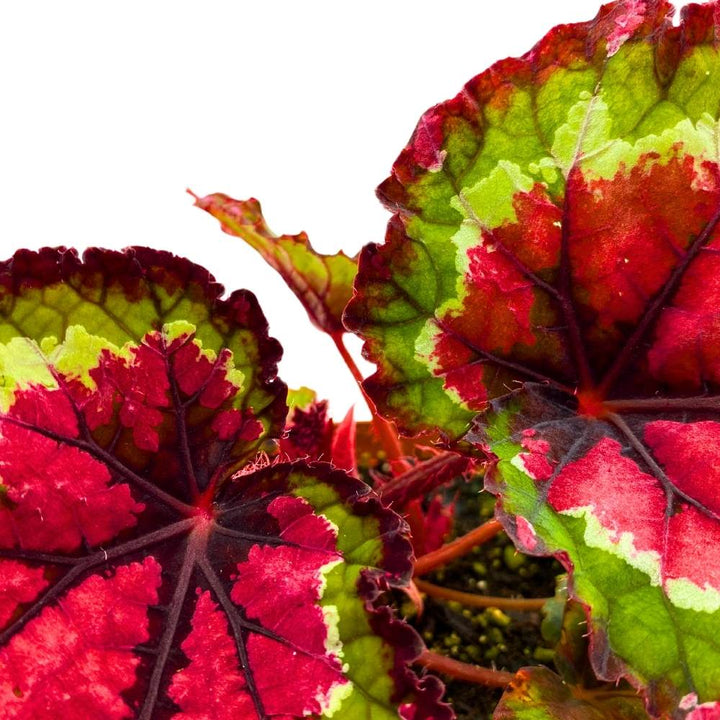 Harmony's Red Tail Begonia Rex, 4 inch Deep Reddish Pink Center and Band Green White Rim