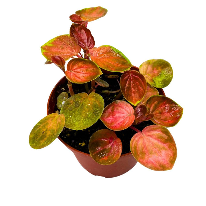 Harmony's Great Pumpkin Peperomia 4 inch Orange Pep Green Variegation