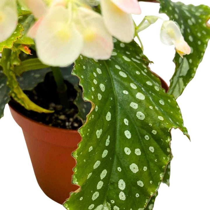 Harmony's Goddess Angel Wing Cane Begonia 6 inch Premium Hybrid