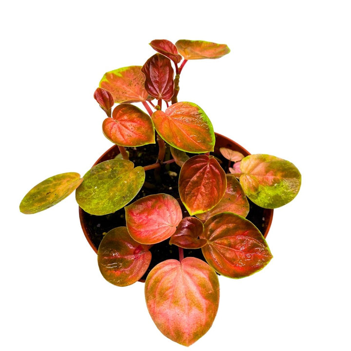 Harmony's Great Pumpkin Peperomia 4 inch Orange Pep Green Variegation