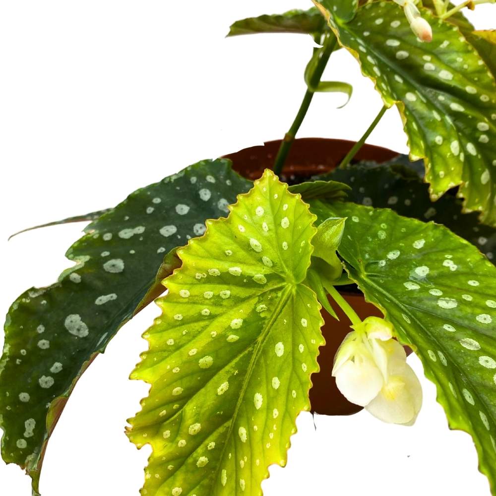 Harmony's Goddess Angel Wing Cane Begonia 6 inch Premium Hybrid