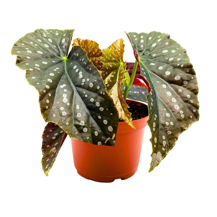 Harmony's Mango Tango Angel Wing, 6 inch Cane Begonia Light Large Leaf Silver Tip White Polkadot