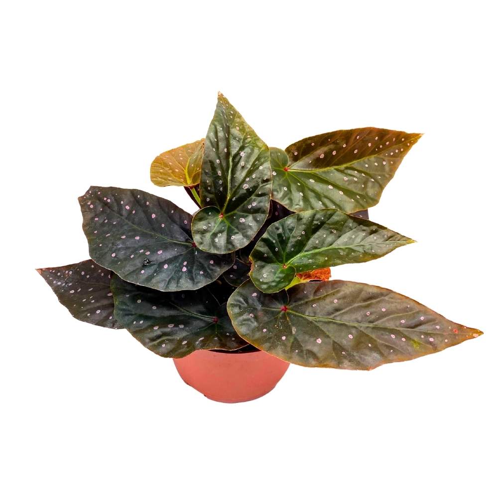 Harmony's Orange Crush Angel Wing Cane Begonia 6 inch Premium Hybrid