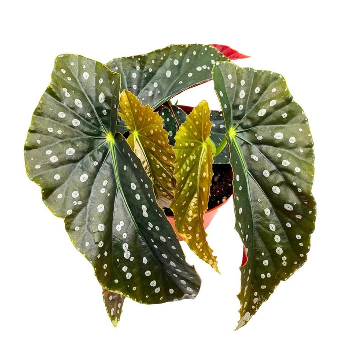 Harmony's Mango Tango Angel Wing, 6 inch Cane Begonia Light Large Leaf Silver Tip White Polkadot