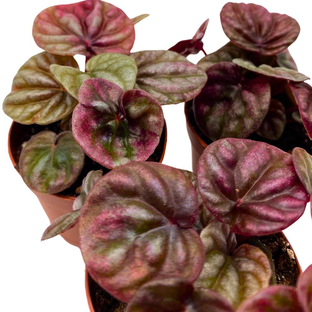 Peperomia Schumi 2 inch Set of 3 Red Emerald Ripple Pep Caperata