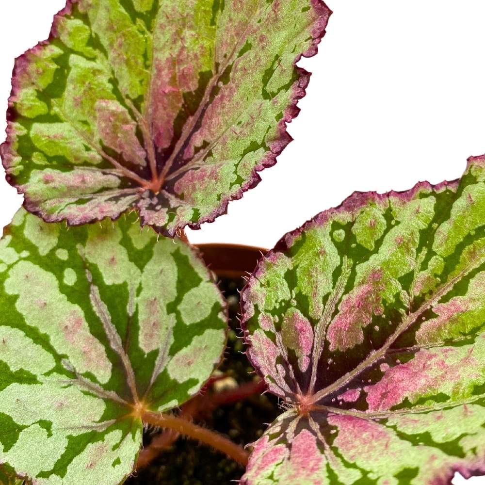 Emberleaf Tree Harmony's Ember Begonia Rex 4 inch White Flame Shaped Leaf – Harmony ...