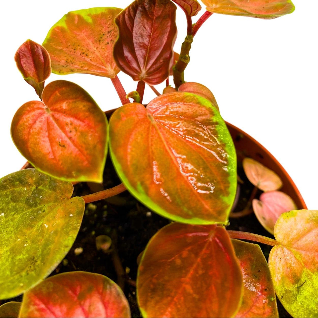 Harmony's Great Pumpkin Peperomia 4 inch Orange Pep Green Variegation