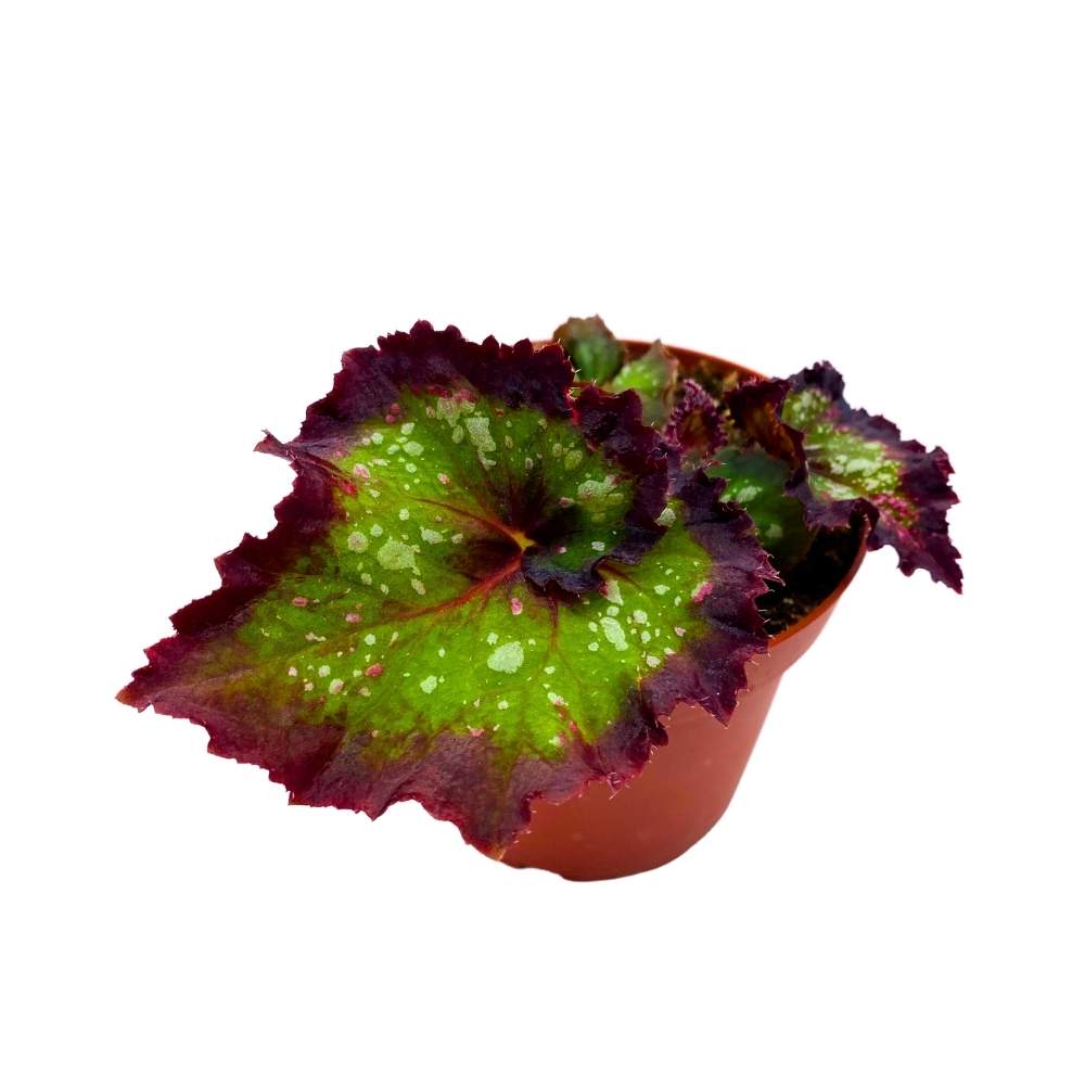 Harmony's Deja Voodoo Begonia Rex 4 inch NEW Harmony Hybrid 2024