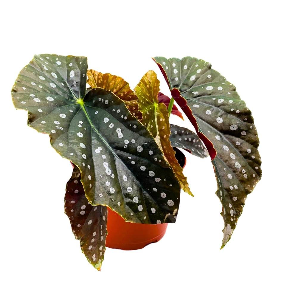 Harmony's Mango Tango Angel Wing, 6 inch Cane Begonia Light Large Leaf Silver Tip White Polkadot