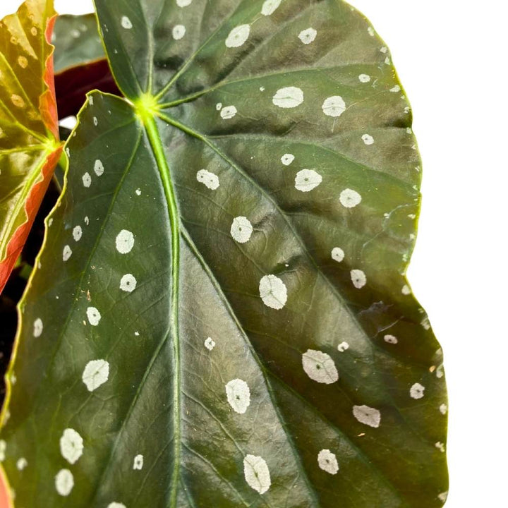 Harmony's Mango Tango Angel Wing, 6 inch Cane Begonia Light Large Leaf Silver Tip White Polkadot