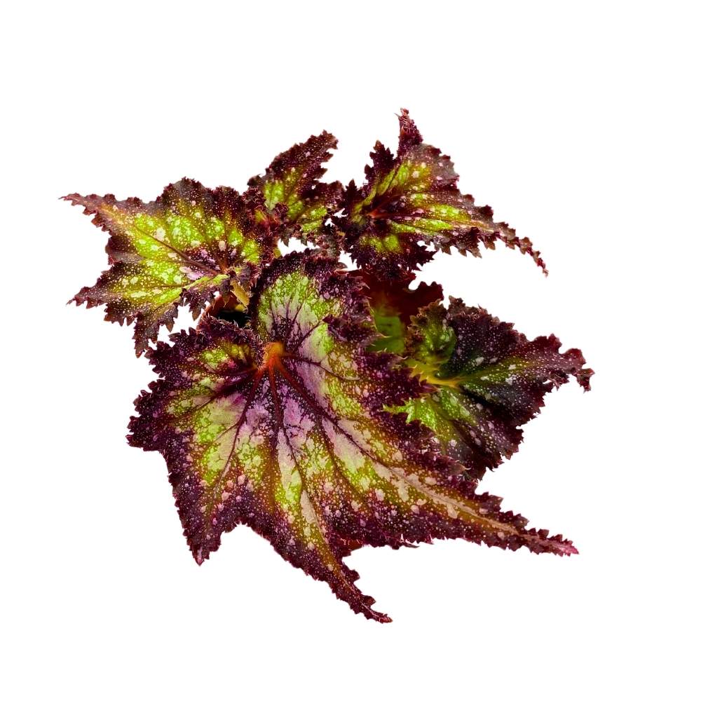 Harmony's Star Dragon Begonia Rex, 4 inch Purple with green spotty, jagged leaf