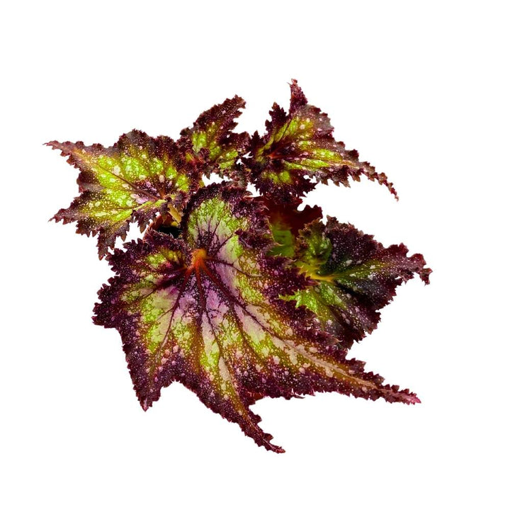 Harmony's Star Dragon Begonia Rex, 4 inch Purple with green spotty, jagged leaf