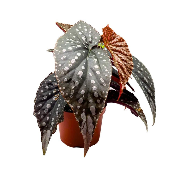 Harmony's Raven Angel Wing Cane Begonia 6 inch Premium Hybrid