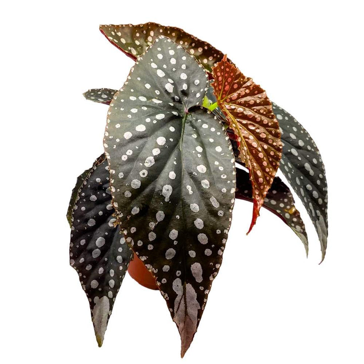 Harmony's Raven Angel Wing Cane Begonia 6 inch Premium Hybrid