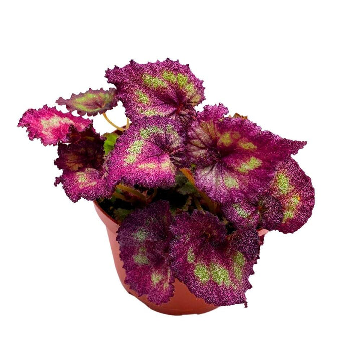 Harmony's Moody Mauve 6 inch Begonia Rex Glittery Pink