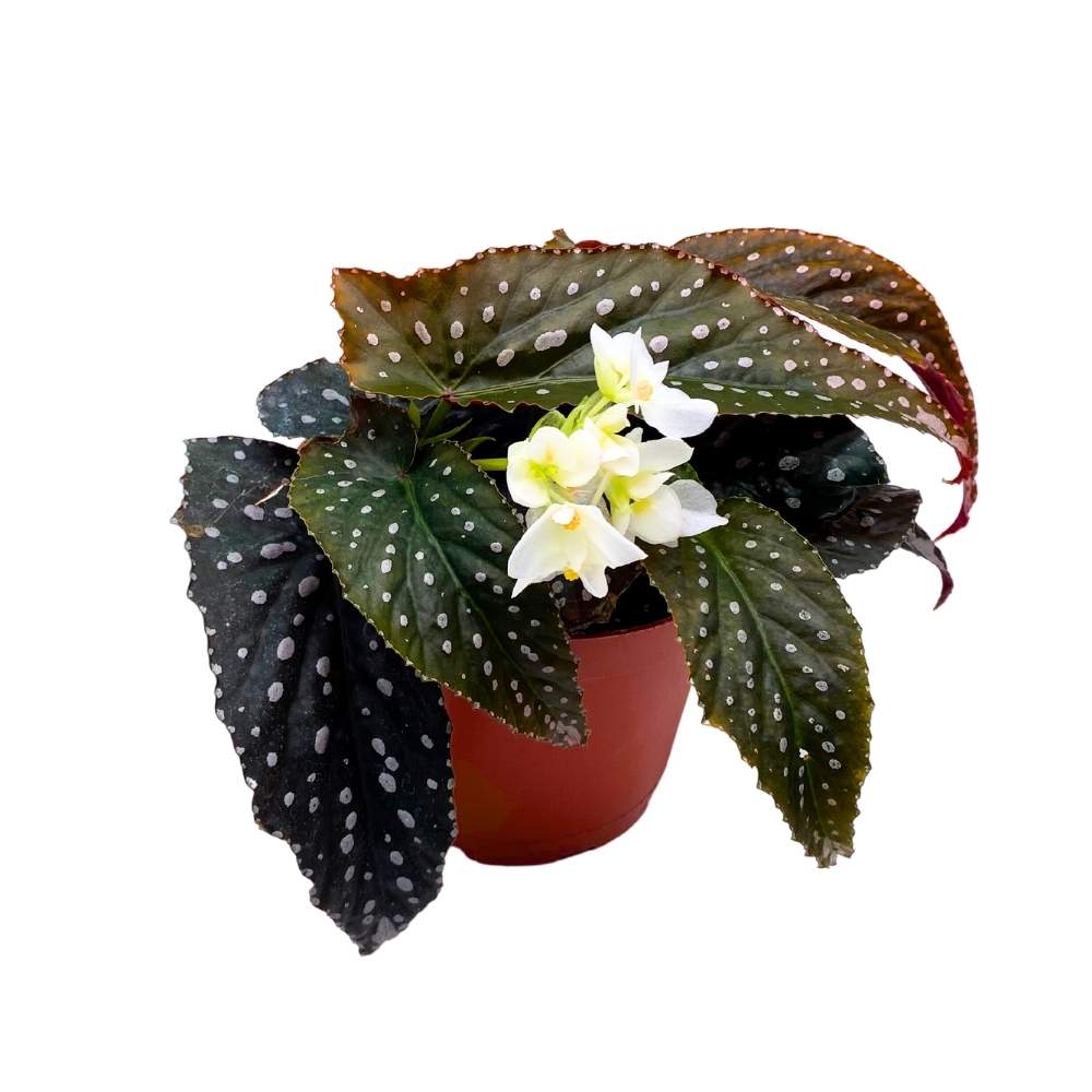 Harmony's Vixen Angel Wing Cane Begonia 6 inch Premium Hybrid